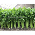 Suntoday vegetable F1 grow chinese cabbage assorted fresh Europe celery high times vegetable hybrid seeds for sale seeds(A4300)